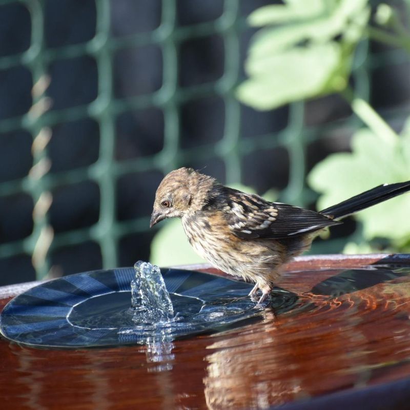 Solcellsfontän med fågel som badar i fågelbad